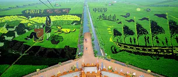 الصور الثلاثة الأبعاد العملاقة من حقول الأرز