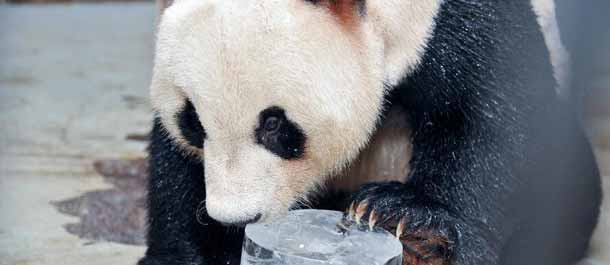 الباندا العملاق يستمتع بالبرد من الجليد