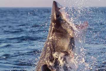 القتال بين سمك القرش وزعنفية الأقدام