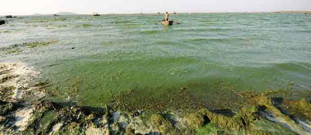 تفشي الطحالب الزرقاء يهدد إمدادات المياه في خامس أكبر بحيرات المياه العذبة في الصين
