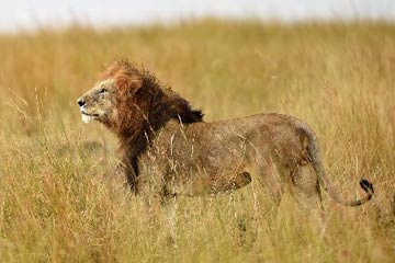 دخول إلى عالم الحيوانات في كينيا