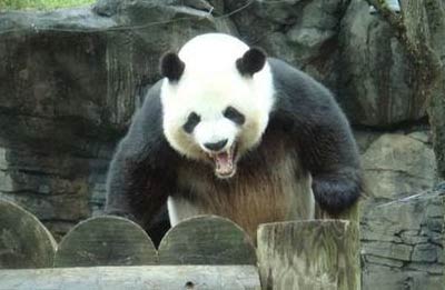 قروي يتعرض لهجوم الباندا البري ويقبل 400 ألف يوان كتعويض