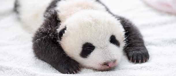 عشر من الباندا العملاقة المولودة الجديدة تظهر أمام الجماهير في سيتشوان