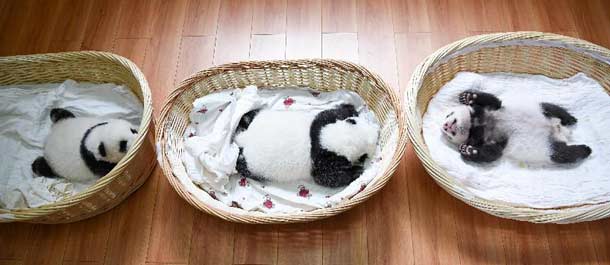 عشر من الباندا العملاقة المولودة الجديدة تظهر أمام الجماهير في سيتشوان