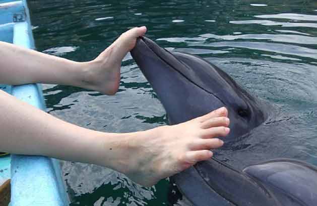 الخدمة الجديدة من الدلفين في اليابان: التدليك