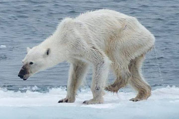 الدب القطبي يصبح نحيفا بسبب تدهور ظروف البيئة