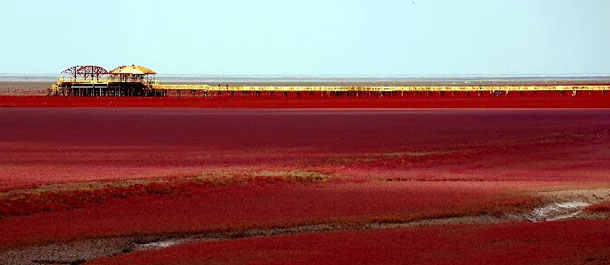 الصين الجميلة: الشاطئ الأحمر في مقاطعة لياونينغ