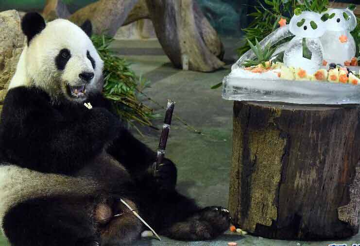 زوج من الباندا بتايوان يحتفل بعيد ميلادهما الـ11