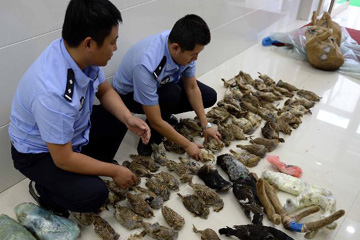 الشرطة الصينية تعتقل تجار مخالب الدببة
