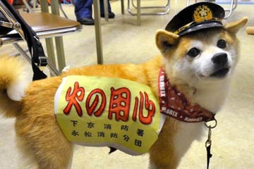 "كلب الإطفاء " الياباني يتلقي إقبالا واسعا على الانترنت