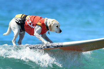 الكلاب تحب ركوب الأمواج أيضا