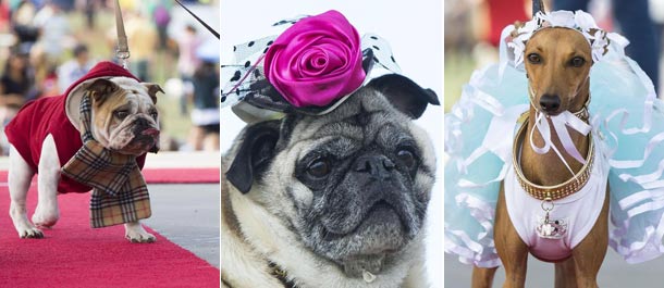 الكلاب المحبوبة في معرض الأزياء للكلاب في كندا