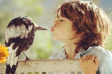 صداقة بين طفل وطائر عقعق