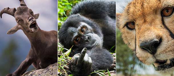 اكتشاف الأعمال الرائعة لمسابقة جوائز التصوير الفوتوغرافي للحيوانات البرية الظريفة