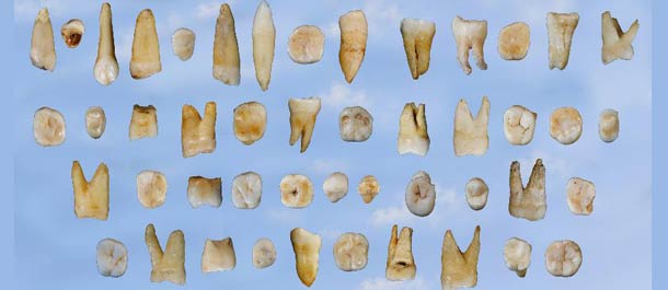 علماء صينيون يكتشفون أحافير أسنان لأقدم إنسان حديث بشرقي آسيا