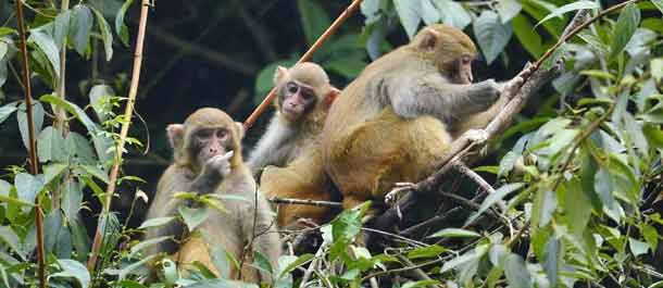 اكتشاف مجموعة من القرود البرية في وسط الصين