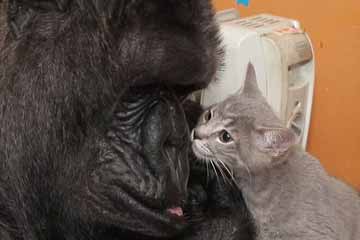 الحب بين الشمبانزي الأم والقطتين الصغيرتين