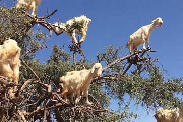 المعز المغربي يتسلق الشجر لتناول الثمار