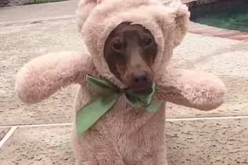 الدب؟ الكلب!