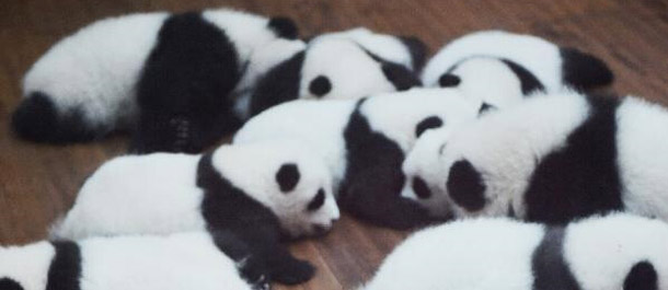 اكتشاف الصور للمجموعة من الباندا العملاقة الصغيرة في تشنغدو