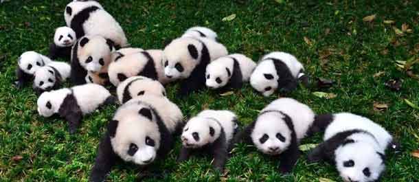 اكتشاف صور جميع الباندا العملاقة المولود عام 2015 في سيتشوان