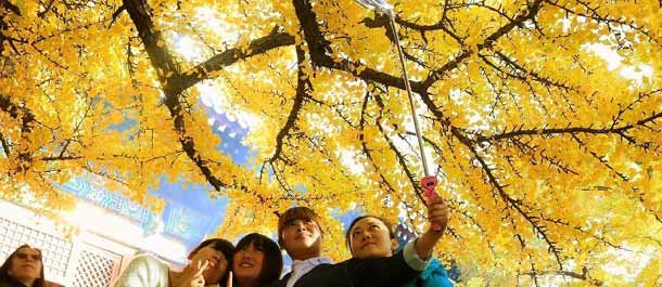 شجرة الجنكة البالغة ألف سنة تزين ضاحية بكين بلون الذهب