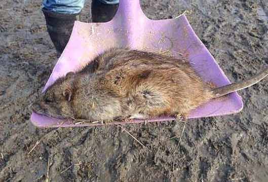 العثور على الفئرات الضخمة في بريطانيا لا تُقتل بمبيدات