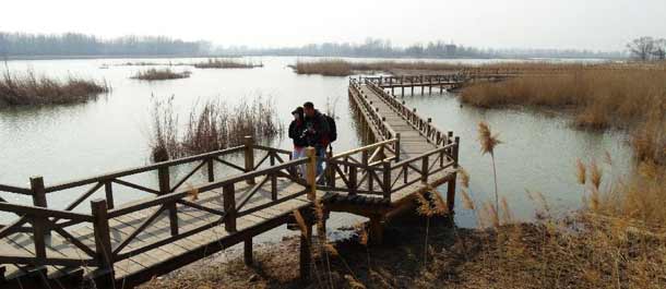 الأراضي الرطبة المستصلحة في بكين تجذب المزيد من الطيور