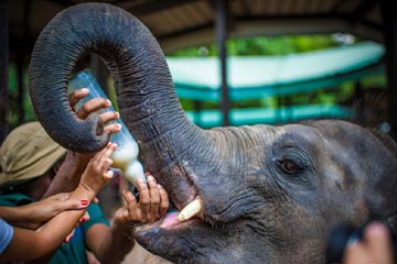 دار الأيتام لأفيال في سري لانكا