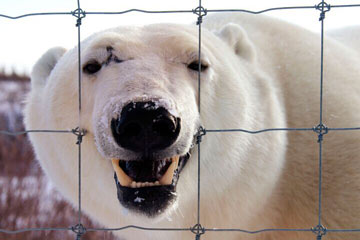 الدب القطبي يرغب دخول في حي الانسان باحثا عن طعام
