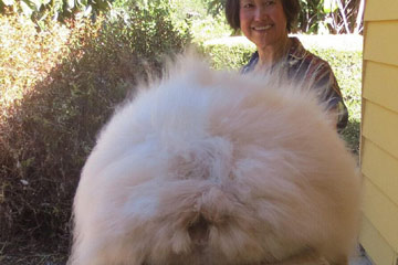الأرنب البريطاني الذي يبلغ طول شعره 38 سم