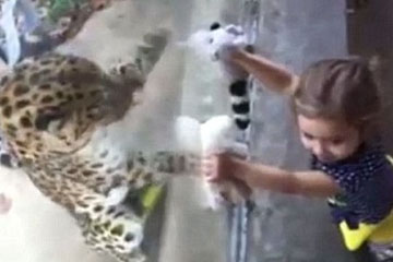 نمر اليغور الامريكي يلعب مع فتاة