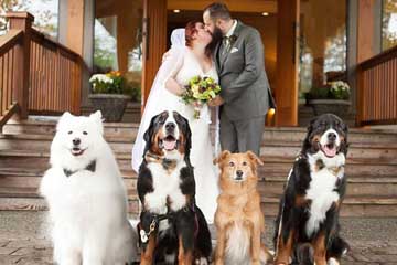 الفتاة الكندية تتزوج بمصاحبة كلابها الأربعة