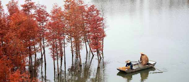 الصين الجميلة: القوارب المتجولة بين أشجار الأرز الحمراء