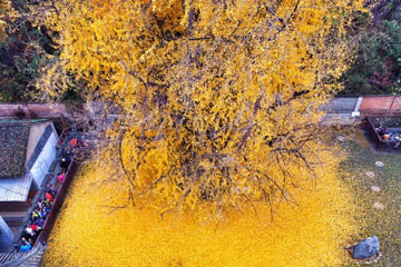 سجادة ذهبية من أوراق شجرة الجنكة القديمة في شيان