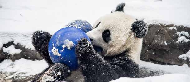 الباندا تلعب في الثلوج بحديقة الحيوانات في بكين