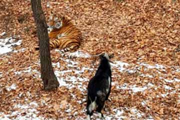 الصداقة بين العنزة والنمر في حديقة الحيوانات في روسيا