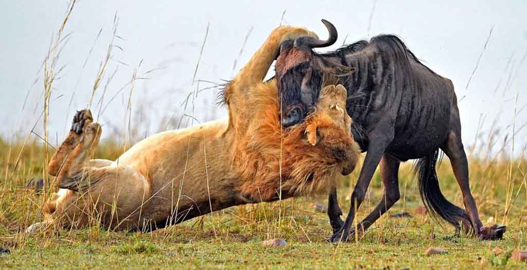 القتال بين الحيوانات القوية