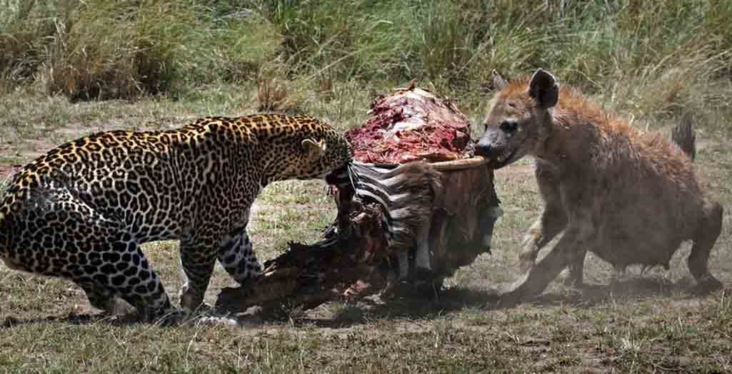 القتال بين الحيوانات يظهر قسوة الطبيعة