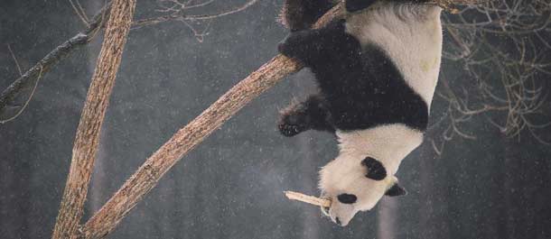 زوج من الباندا العملاقة يجرب حياة جديدة في شمال الصين البارد