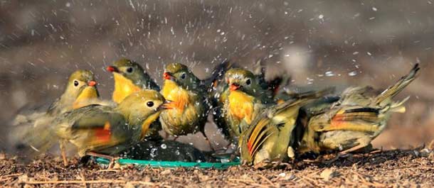 الصين الجميلة: الطيور الصغيرة المحبوبة بمنقار أحمر في بكين