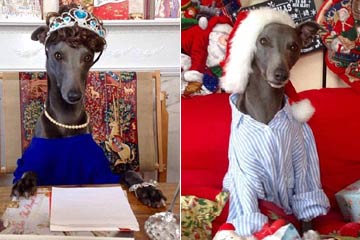 الصور لموديل الكلب البريطاني في مناسبة عيد الميلاد (الكريسماس)