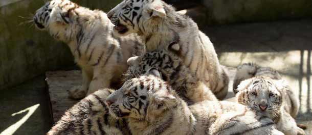 ولادة خمس توائم من النمور البيضاء في كونمينغ جنوب غربي الصين