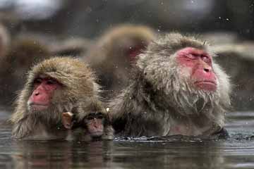القرود البرية اليابانية تستمتع بمياه الربيع الساخنة