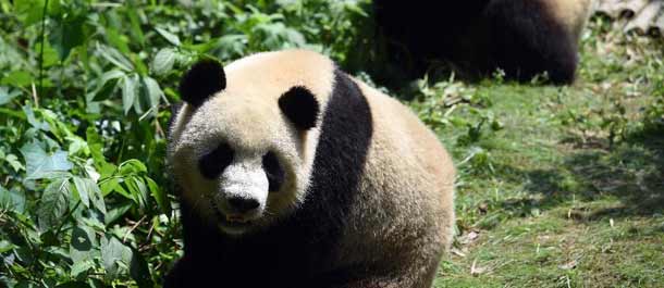 عدد الباندا العملاقة التي تعيش في الأسر يبلغ 422