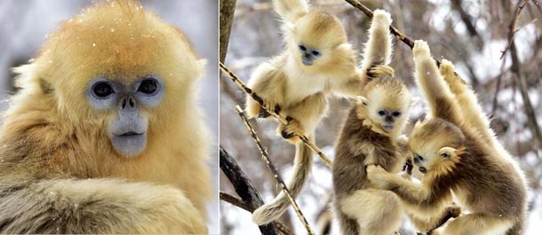 عدد القرود الذهبية يتضاعف في محمية شنلونغجيا إثر تحسن الطبيعة