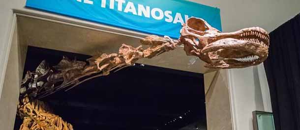 عرض هيكل التيتانوصور الضخم في نيويورك