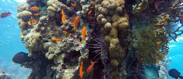 المناظر السحرية للشعاب المرجانية في البحر الأحمر
