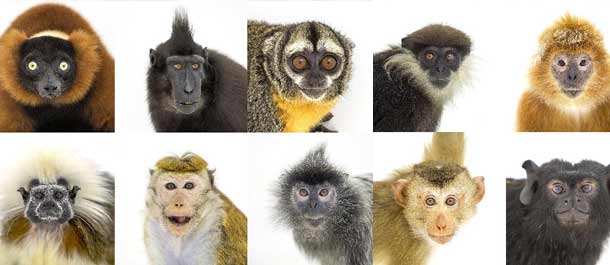سنة القرد الصينية: القرود المحبوبة تحت عدسات المصور