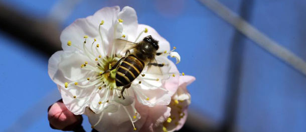 النحل يقف على زهر البرقوق الجميل